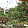 Tây Ninh Xuân Quý Tỵ